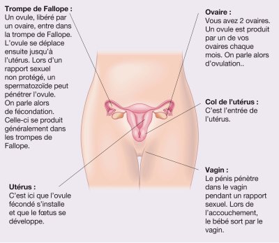 graphic of the reproductive organs of a woman