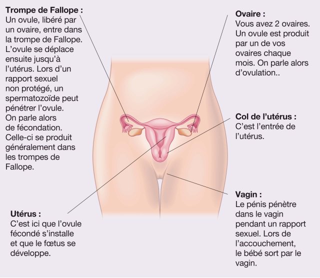 graphic of the reproductive organs of a woman