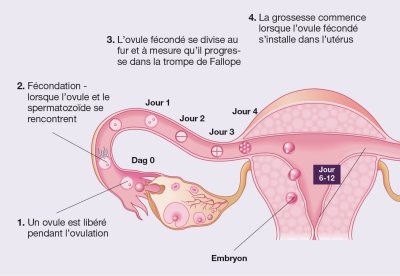 graphic of the menstrual cycle